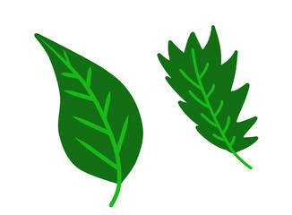 laurel leaves isolated on white