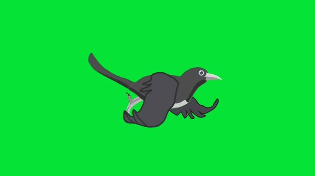 Magpie robin flying animation character, bird flying animation green screen video