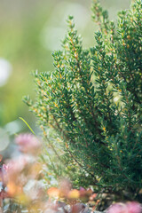 Green fresh aromatic Thymus vulgaris bush growing in garden, closeup, selective focus. Thyme used...