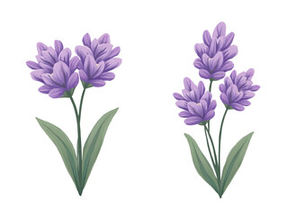 Obraz premium Decorative flower clipart artwork nature background colorful floral design aesthetic illustrations,cut out,isolated, transparent background