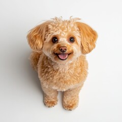 Playful poodle puppy studio dog photography white background close-up adorable companion