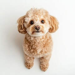 Adorable dog portrait studio setting pet photography indoor environment close-up view cute concept