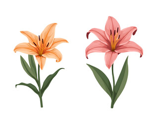 Naklejka premium Decorative flower clipart of orange and pink lilies nature illustrative artwork botanical environment close-up view,cut out,isolated, transparent background
