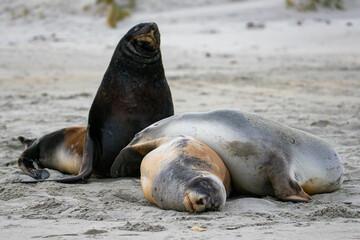 A group of large hookers sea lions fighting on a beautiful sandy beach. Sandfly Bay, Otago...