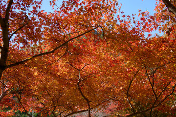 【香嵐渓】一面に広がる紅葉したモミジ