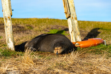 New Zealand fur seals resting on grassy slope near a lifebuoy at Katiki Point Lighthouse, Moeraki...