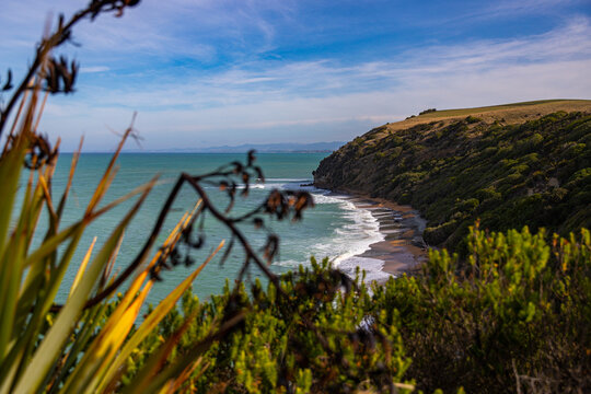 view from the cliff on orange sand beach coastal vegetation with marine wildlife sightings, located in Bushy Beach Scenic Reserve, Oamaru, Otago, South Island, New Zealand