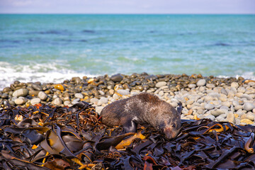 New Zealand fur seal pup resting on rocks in Bushy Beach Scenic Reserve, Otago, South Island, New...