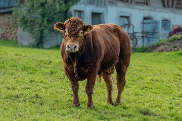 Bull grazing in a green pasture. Cattle in the countryside. Cow bull in a field. Calf on the grass. Bull in rural landscape. Cattle farm. Livestock bull grazing in a meadow. Angus bulls. Beef cattle.