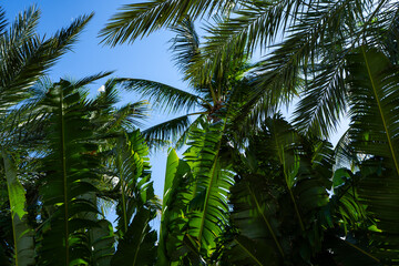 Fototapeta premium Texture of tropical palm leaves. Pattern of palm leaves. Palm background. Green leaves wallpaper. Exotic jungle foliage. Green leaves tropical greenery. Green pattern. Green palm background.