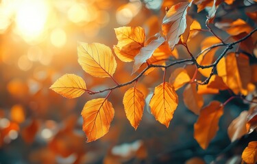 Obraz premium Vibrant Autumn Leaves in the Sunlight with Dreamy Bokeh in a Beautiful Fall Park Scene