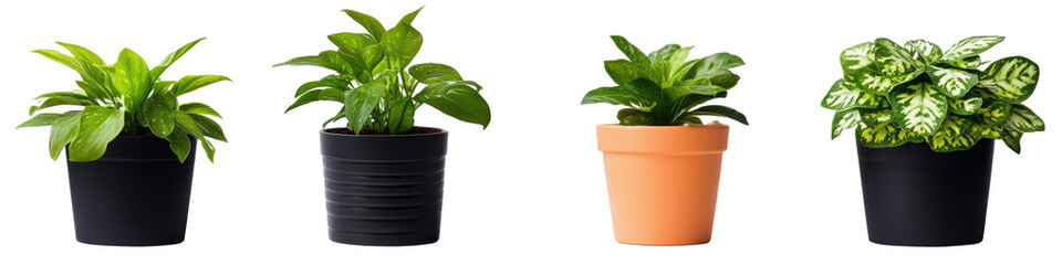 Obraz premium Four decorative potted plants with varying foliage types, each in distinct pots, showcasing vibrant green leaves and differing textures.