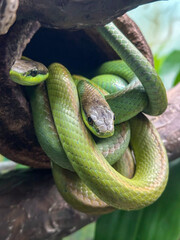 Green snakes coiled together in hollow tree branch, showcasing detailed scales and vibrant color