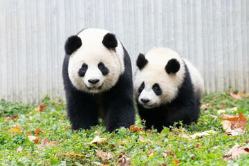 Family Portrait, Mother Panda and Her Cub