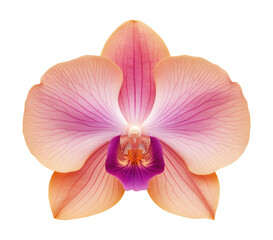 Plakat Pink and purple orchid flower isolated on transparent background