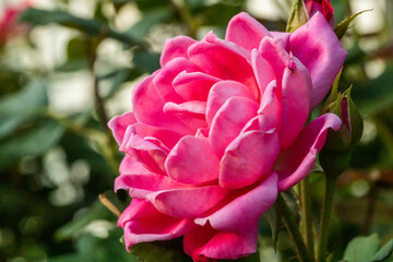 pink rose flower