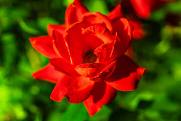 red rose flower