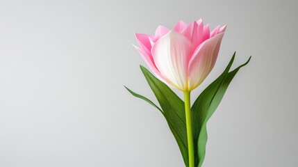 Fototapeta premium Single Pink Tulip