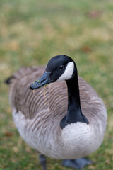 goose on the grass