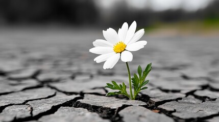 A resilient white daisy blooms from a cracked, barren ground, symbolizing hope and perseverance against adversity.