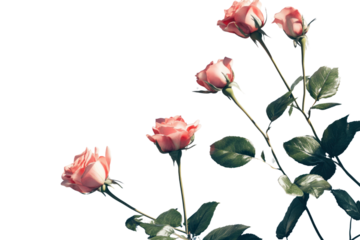 An artistic shot of several pink roses arranged in a diagonal line on a white background, with subtle lighting casting soft shadows to enhance the flowers