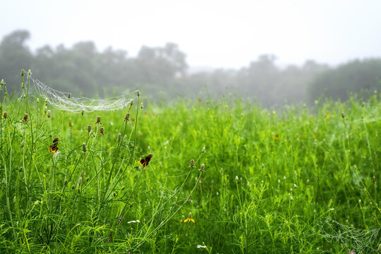 Texas wildflowers on a foggy morning after light rain