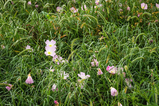 Texas wildflowers on a foggy morning after light rain