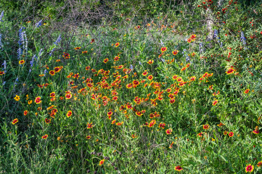Texas wildflowers on a foggy morning after light rain