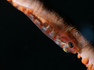 Large Whip Goby (Bryaninops amplus) perched on a vibrant whip coral in a reef environment