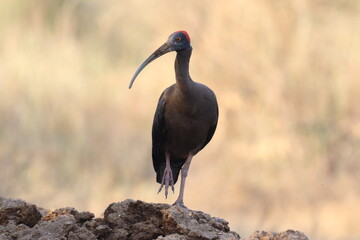 Naklejka premium Red naped Ibis