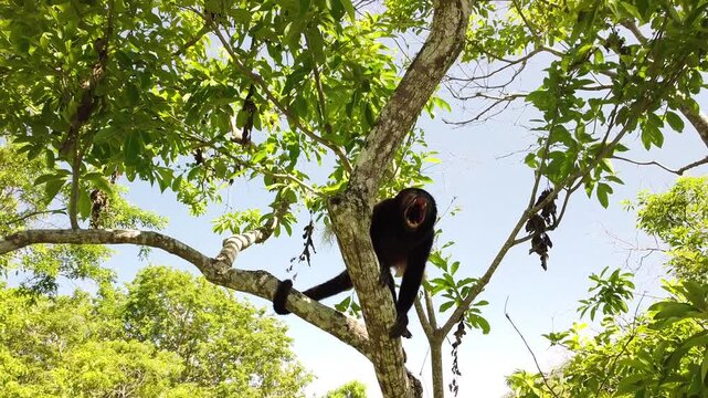 Howler monkey screaming in a tropical tree in Costa Rica rainforest, showing the teeth