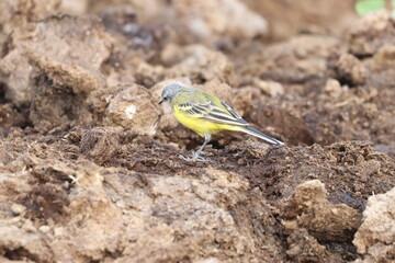 Wagtail yellow
