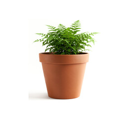 Fototapeta premium Brown earthen flower pot with green plant isolated on white background