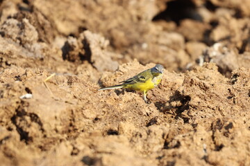Wagtail yellow