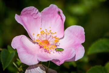 Blossom of purple Rosa canina with small pollinating jewel beetle (Anthaxia nitidula)