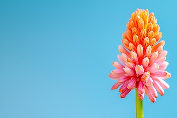 Vibrant Pink and Orange Flower Against Bright Blue Background