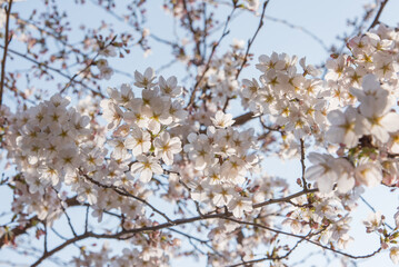 만개한 벚꽃 풍경