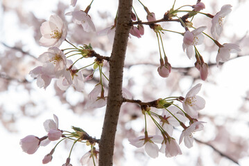 만개한 벚꽃 풍경