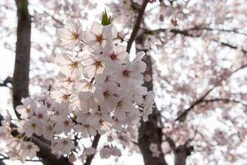 만개한 벚꽃 풍경