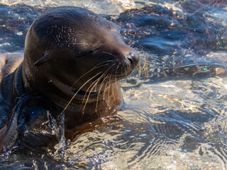 sea lion galapagos islands ecuador