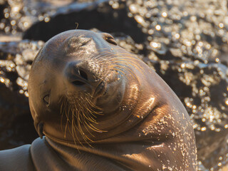 sea lion resting on the beach