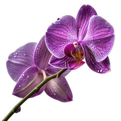 Fototapeta premium A stunning close-up of a purple orchid with velvety petals, showcasing its intricate beauty and vibrant hues.