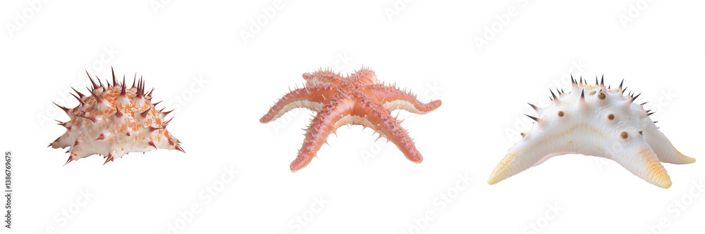 Poster diverse collection of colorful starfish on an isolated background with unique textures and shapes