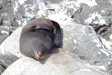 Neuseeländischer Seebär / New Zealand fur seal / Arctocephalus forsteri