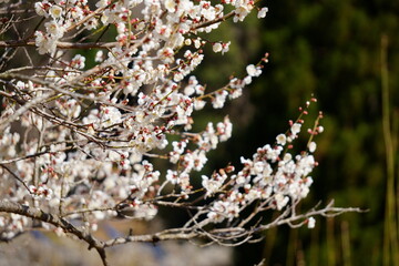 宮崎県美郷町かいごん塔梅園の梅