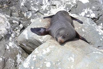 Neuseeländischer Seebär / New Zealand fur seal / Arctocephalus forsteri