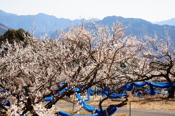 宮崎県美郷町かいごん塔梅園の梅