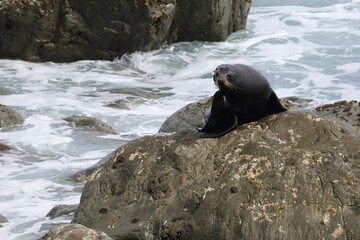Neuseel&auml;ndischer Seeb&auml;r / New Zealand fur seal / Arctocephalus forsteri