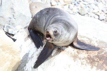 Neuseeländischer Seebär / New Zealand fur seal / Arctocephalus forsteri