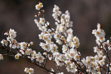 宮崎県美郷町かいごん塔梅園の梅